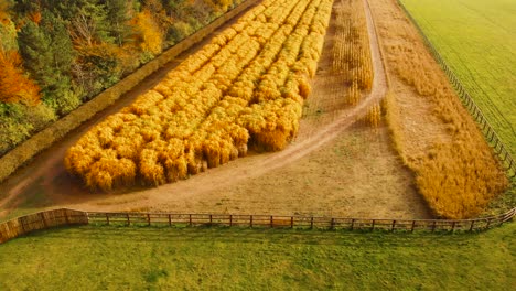 Aerial-view-Forwarding-shot-of-a-golden-wheat-field-with-forest-on-one-side-and-green-grasslands-on-the-other-side-with-fence-on-both-sides