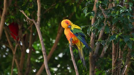 Seen-on-top-of-its-perch-preening-its-right-wing-then-looks-around-curiously,-Sun-Conure-or-Sun-Parakeet,-Aratinga-solstitiali,-South-America