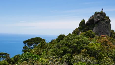Foto-Panorámica-De-Plantas-Y-árboles-Tropicales-En-La-Cima-De-La-Montaña-Con-Vistas-Exóticas-Al-Océano-Durante-El-Día-Soleado---Pista-De-Te-Whara,-Nueva-Zelanda