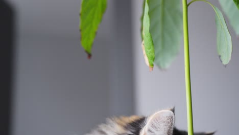 Domestic-Long-Haired-Calico-Cat-eating-green-flower-leaves,-close-up-view