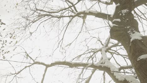 Snow-Falling-From-Tree-In-Winter---tilt-up-shot