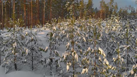 Snow-covered-small-fir-trees-in-forest-in-Norway,-forestation-with-young-growth