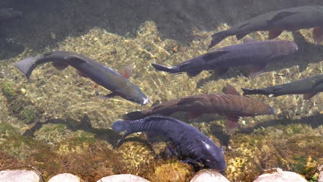 Several-big-Koi-carp-swimming-in-clear-water-of-fish-pond,-Japan