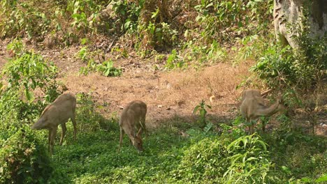 Drei-Weibliche-Feldhirsche-Grasen-An-Einem-Heißen-Sommertag-Im-Schatten-Eines-Baums,-Panolia-Eldii,-Huai-Kha-Kaeng-Wildschutzgebiet,-Thailand