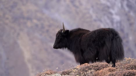 Un-Yak-Parado-En-Una-Colina-Con-Las-Montañas-Del-Himalaya-Al-Fondo-En-La-Región-Mustang-De-Nepal