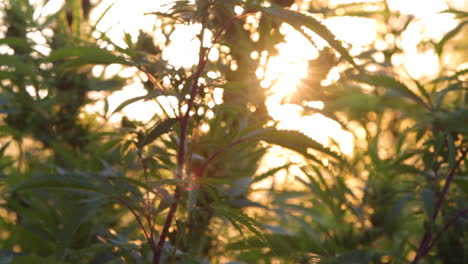 Marijuana-culture-in-outdoor-farms