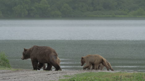 Family-of-bears-on-the-shore-of-the-lake