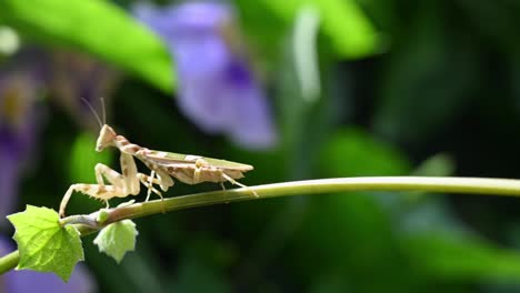 Facing-to-the-left-while-perched-on-a-vine-under-the-morning-sun-as-it-suddenly-moves-towards-the-left,-Jeweled-Flower-Mantis,-Creobroter-gemmatus,-Thailand