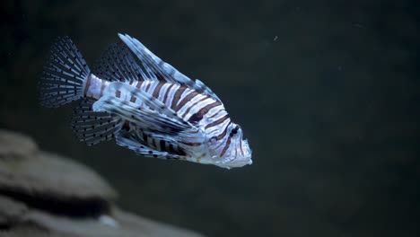 Schöne-Exotische-Fische-Im-Aquarium