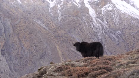 Ein-Yak,-Der-Auf-Einem-Hügel-Mit-Den-Himalaya-bergen-Im-Hintergrund-In-Der-Mustang-region-Von-Nepal-Steht