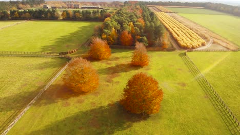 Aerial-backward-movement-shot-of-golden-wheat-about-to-be-harvested,-forest-with-yellow-and-green-leaves-indicating-autumn-season-and-fenced-green-farmlands-in-Thetford-norfolk,UK-on-a-sunny-day