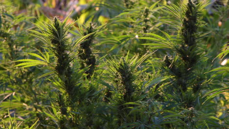 Cultivo-De-Marihuana-En-Huertos-Al-Aire-Libre