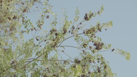 Closeup-of-a-branch-of-the-acacia-brown-Salwood-tree,-blowing-in-the-wind-with-brown-leaves
