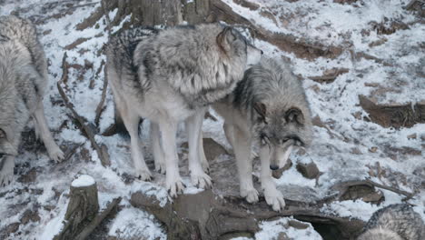 Lobos-Grises-En-Una-Fauna-Invernal-En-Parc-Omega,-Quebec,-Canadá