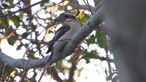 Cinematic-beautiful-wildlife-shot-of-a-laughing-kookaburra,-dacelo-novaeguineae-perching-on-tree-bough-against-green-foliages-at-sunset-golden-hours,-Wynnum,-Queensland,-handheld-motion-close-up