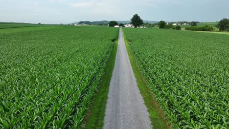 An-aerial-view-of-a-driveway-lined-with-lush-green-corn-fields-in-southern-Lancaster-County,-Pennsylvania