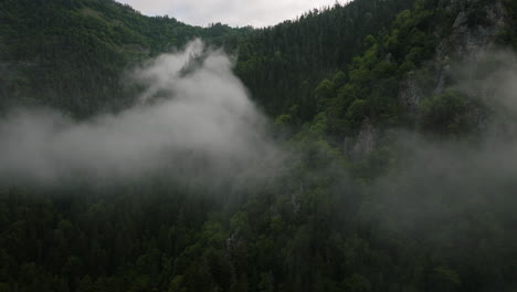 Evergreen-Forest-In-The-Misty-Mountains-Of-Borjomi-Nature-Reserve-In-Georgia