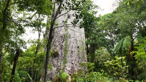 Nahaufnahme-Eines-Riesigen-Kauri-Baums,-Der-Tagsüber-In-Neuseeland-Von-Tiefem-Dschungel-Umgeben-Ist