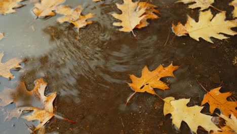 Red-oak--tree-leaves-falling-in-the-puddle
