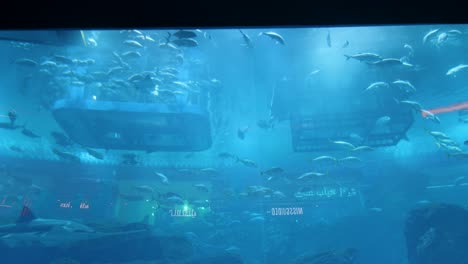 Acuario,-Zoológico-Submarino-En-El-Centro-Comercial-Dubai