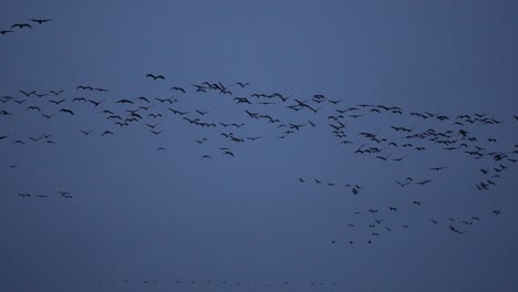 Crane-swarm-flying-over-the-camera-after-sunset
