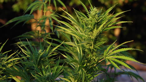 Marihuana--Und-Cannabisanbau-In-Outdoor-Farmen