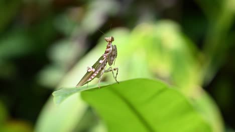 Seen-on-top-wide-leaf-moving-with-some-wind-as-it-faces-towards-the-deep-of-the-forest-thinking-about-its-future,-Jeweled-Flower-Mantis,-Creobroter-gemmatus,-Thailand