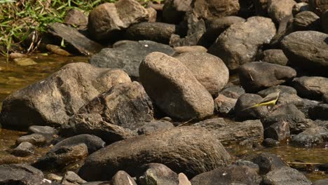 Going-from-one-rock-to-another-foraging-for-some-food-in-the-middle-of-a-rocky-stream,-Grey-Wagtail,-Motacilla-cinerea,-Huai-Kha-Kaeng-Wildlife-Sanctuary-Thailand