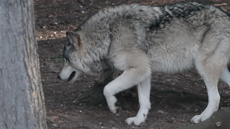 Grauer-Wolf,-Der-Im-Wald-Spaziert---Zeitlupe