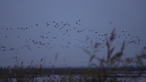 Crane-swarm-flying-over-a-lake-in-slow-motion