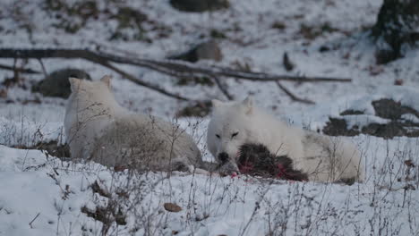 Hungry-white-wolf-feeding-on-a-carcass-in-the-snow--Slowmo-Close-up