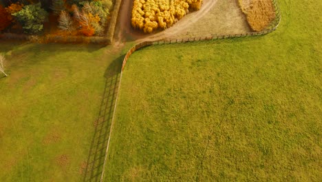 Bird's-eye-view-of-a-field-full-of-golden-wheat-about-to-be-harvested-during-the-autumn-season,-with-forest-on-one-side-and-grasslands-on-the-other-side-in-Thetford-norfolk,UK