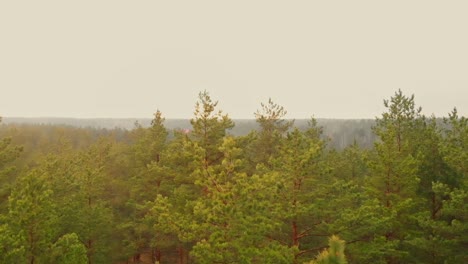Tree-tops-of-pine-forest-in-Sweden,-low-aerial-view