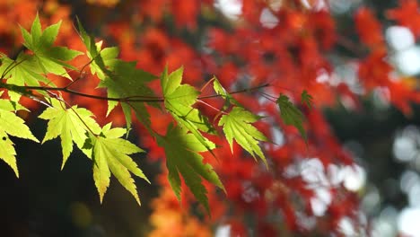 Japanese-maple-tree-branch-with-green-leaves-under-sunlight---close-up,-shallow-focus,-static