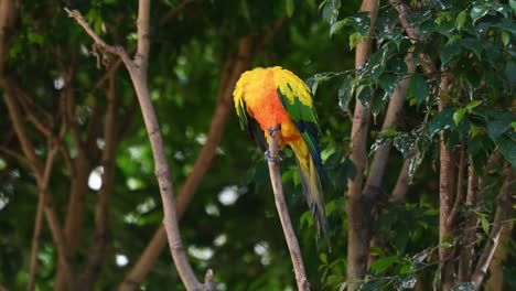 Seen-preening-its-right-wing-intensely-while-on-its-favorite-perch,-Sun-Conure-or-Sun-Parakeet,-Aratinga-solstitiali,-South-America