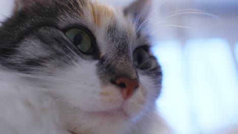 Deep-look-of-Long-Haired-Calico-Cat-inside-domestic-area,-close-up-view