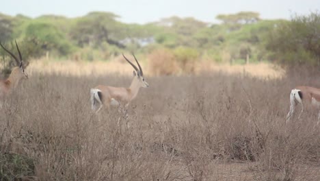African-wildlife,-Grant's-gazelle-running-on-dry-grassland-in-Kenya