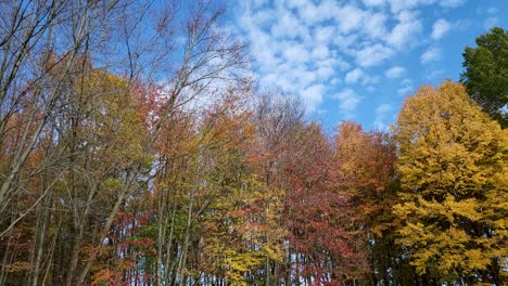 Time-lapse-Of-High-Rise-Trees-In-Autumn-Season,-Blue-Sky-In-Background