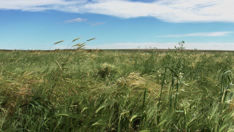 Wide-left-pan-shot-of-the-waving-rye-and-grass-at-the-farmers-field