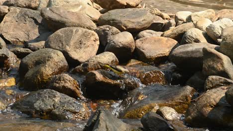 Seen-on-a-rock-drinking-some-fresh-water-from-a-flowing-stream,-Grey-Wagtail,-Motacilla-cinerea,-Huai-Kha-Kaeng-Wildlife-Sanctuary-Thailand