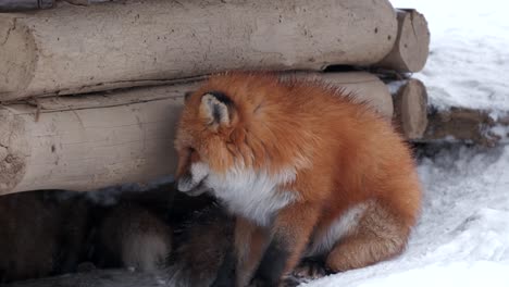 A-red-fox-resting-away-from-the-snow