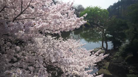 Sakura-tree-in-Yoyogi-park-lake-,-4K-Slow-motion