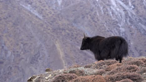 Un-Yak-Parado-En-Una-Colina-Con-Las-Montañas-Del-Himalaya-Al-Fondo-En-La-Región-Mustang-De-Nepal