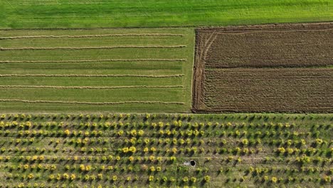Areal-shot-of-farming-fields-with-vegetables-and-fruit-trees