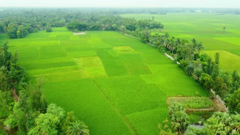 Beautiful-Areial-View-Shot-Of-Deep-Green-Paddy-Field-And-Village-In-West-Bengal-india