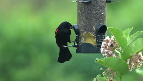 Eine-Rotgeflügelte-Amsel,-Die-Sonnenblumenkerne-Aus-Einem-Vogelhäuschen-Frisst