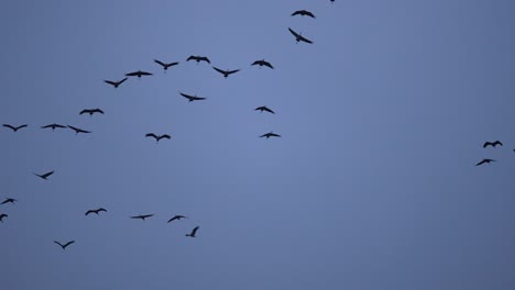Crane-swarm-flying-over-the-camera