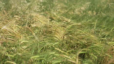 Slow-Motion-shot-of-rye-and-wheat-waving-in-prairies-farmland
