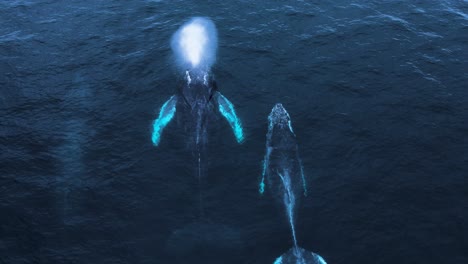 Baumbuckelwale,-Die-Das-Wasser-Auftauchen,-Drohnenansicht,-Zeitlupe