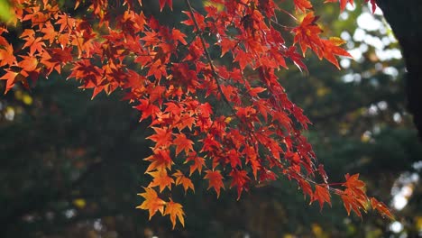 Japanischer-Roter-Ahornbaum---Acer-Palmatum---Zweig-Mit-Leuchtend-Orangefarbenem-Laub-Im-Herbstwald-In-Japan